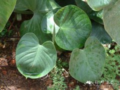 团扇蔓绿绒Philodendron grazielae G.S.Bunting