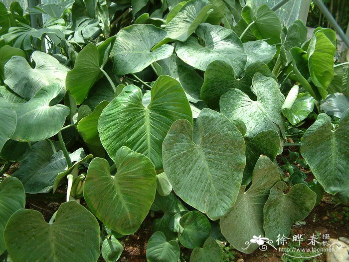 团扇蔓绿绒Philodendron grazielae G.S.Bunting