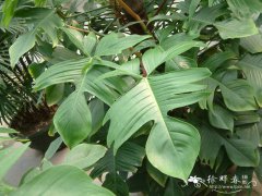 飞燕喜林芋Philodendron squamiferum