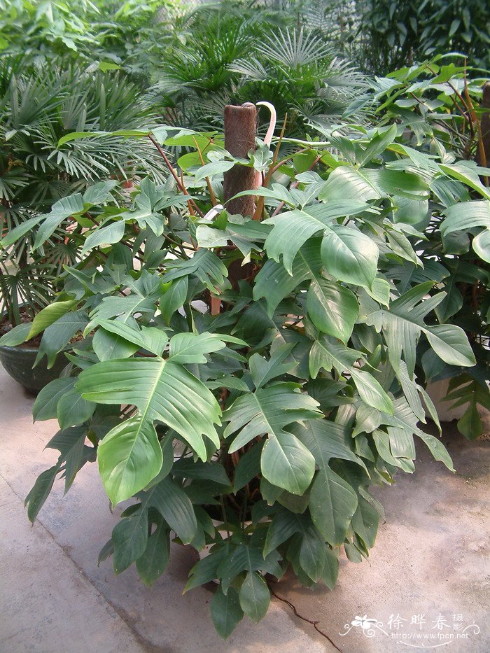 飞燕喜林芋Philodendron squamiferum