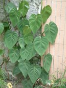 心叶蔓绿绒Philodendron hederaceum