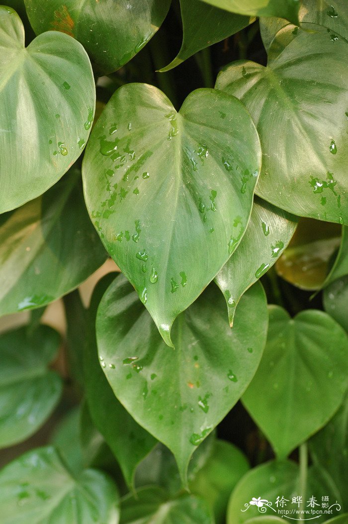 心叶蔓绿绒Philodendron hederaceum