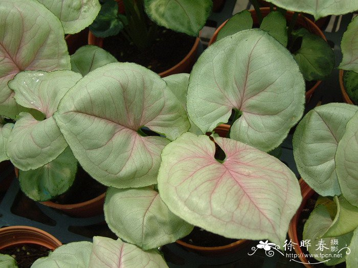 合果芋Syngonium podophyllum