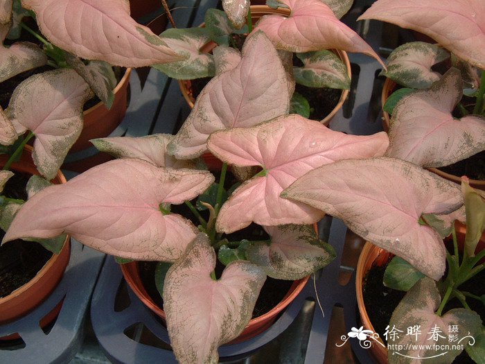 合果芋Syngonium podophyllum