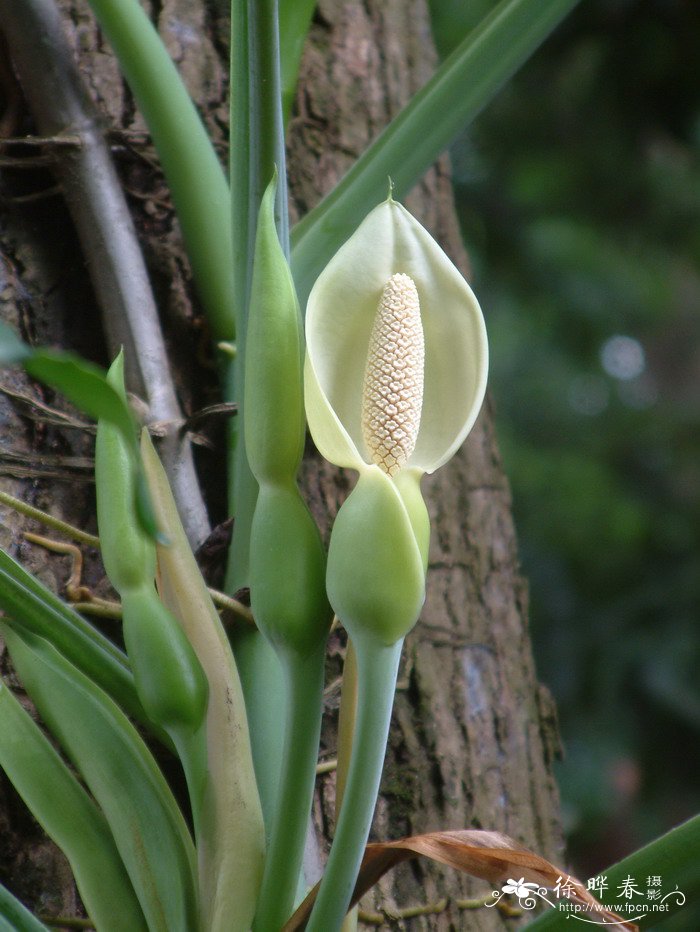 合果芋Syngonium podophyllum