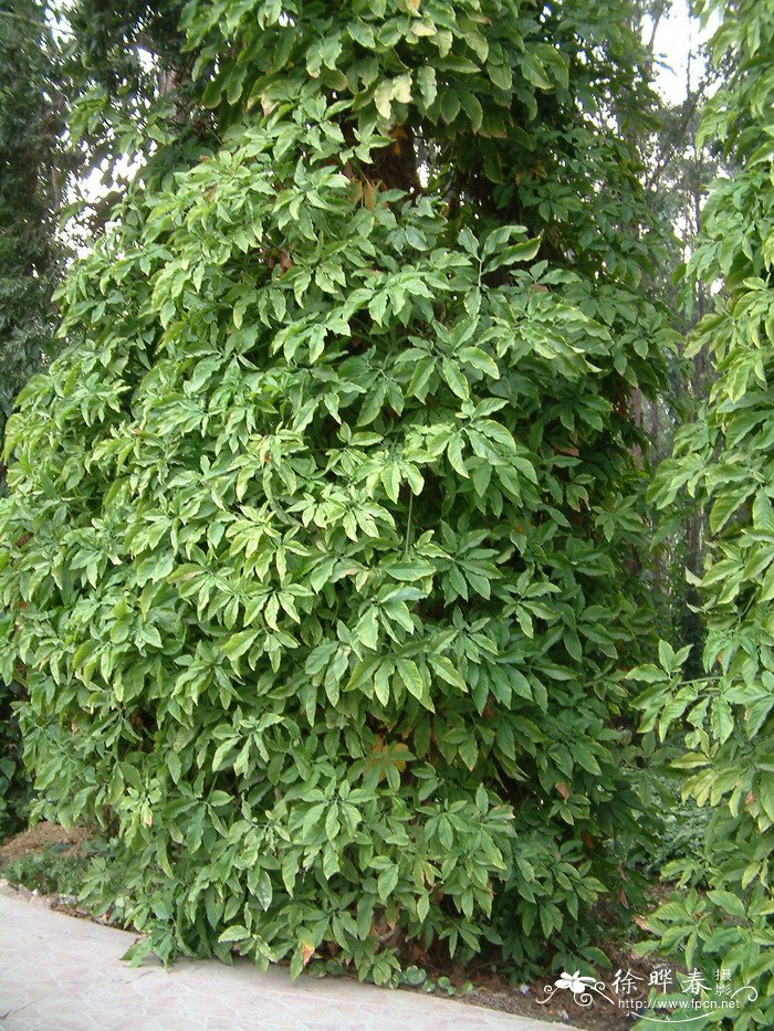 合果芋Syngonium podophyllum