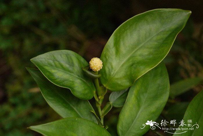 石柑子Pothos chinensis