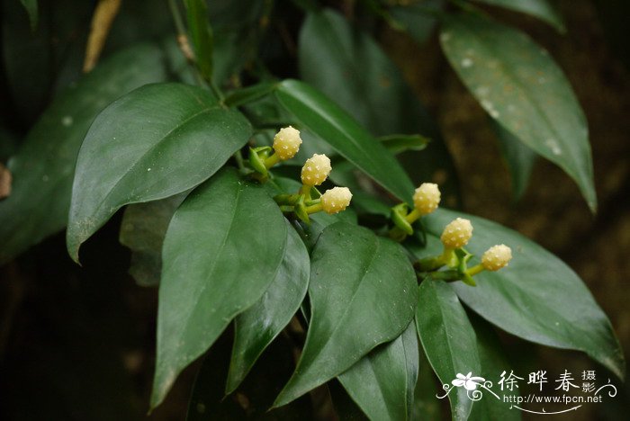 石柑子Pothos chinensis