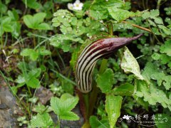 网檐南星Arisaema utile