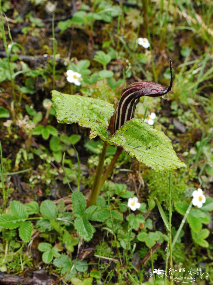 网檐南星Arisaema utile