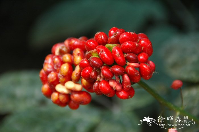 人参Panax ginseng