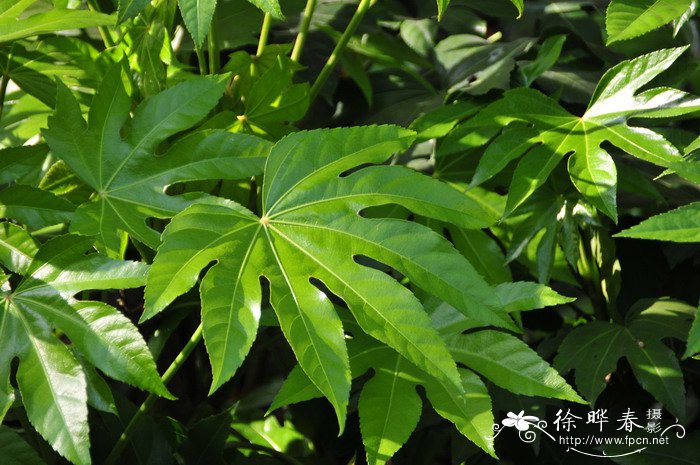 八角金盘Fatsia japonica