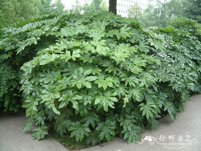 八角金盘Fatsia japonica