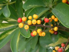 花叶鹅掌藤Schefflera arboricola ‘Variegata’