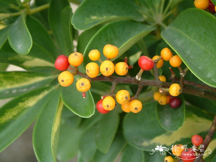 花叶鹅掌藤Schefflera arboricola ‘Variegata’