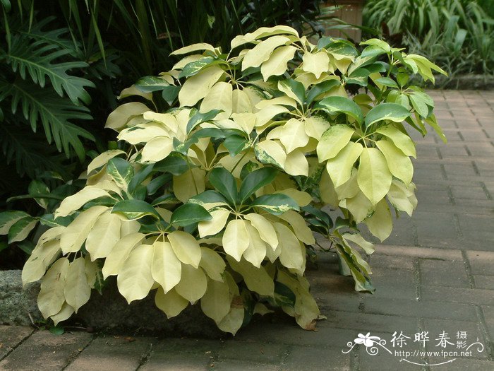 花叶鹅掌藤Schefflera arboricola ‘Variegata’