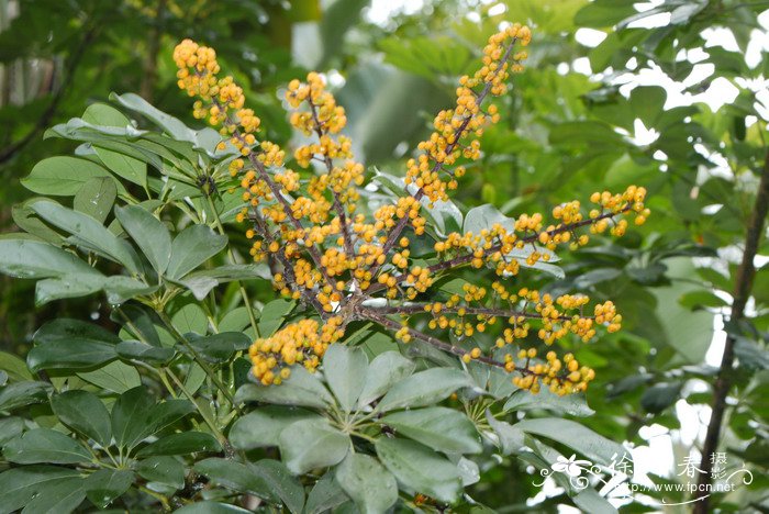 鹅掌藤Schefflera arboricola