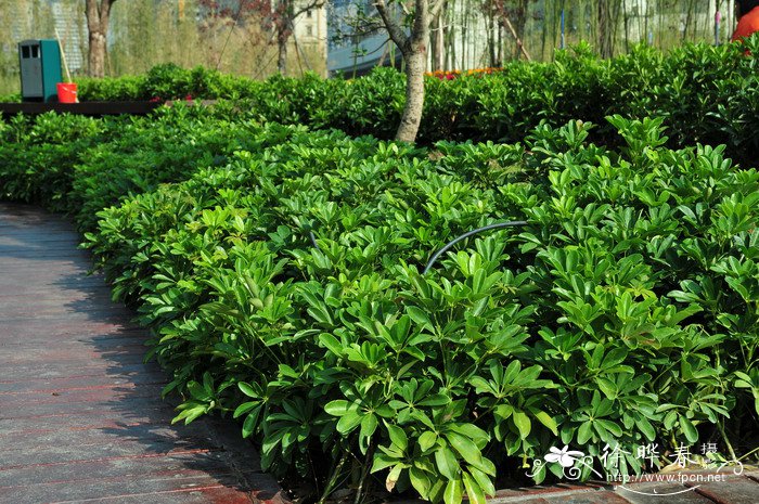 鹅掌藤Schefflera arboricola