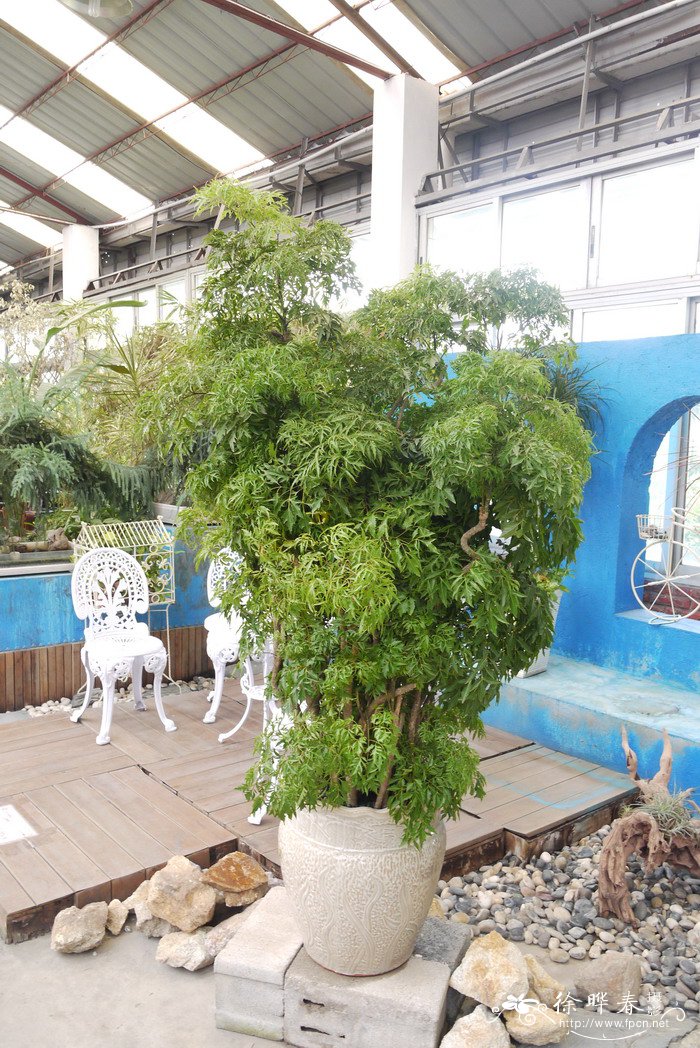 羽叶福禄桐Polyscias fruticosa