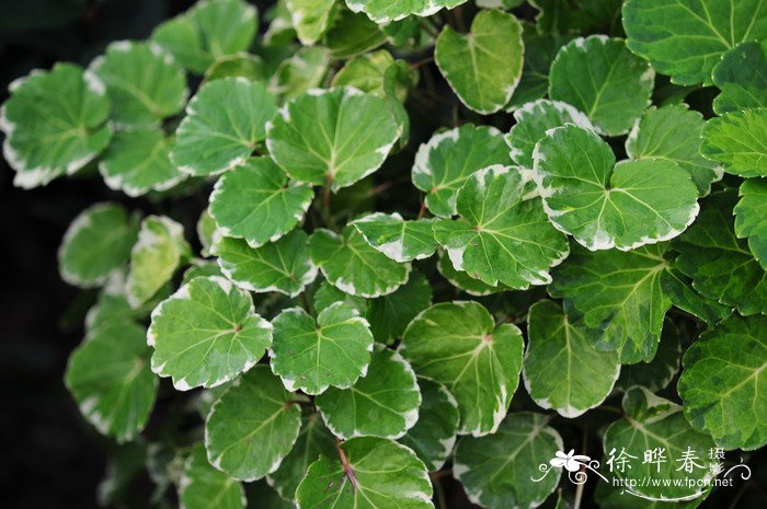 银边圆叶福禄桐Polyscias balfouriana ‘Morginata’ 银边圆叶福禄桐Polyscias balfouriana ‘Morginata’