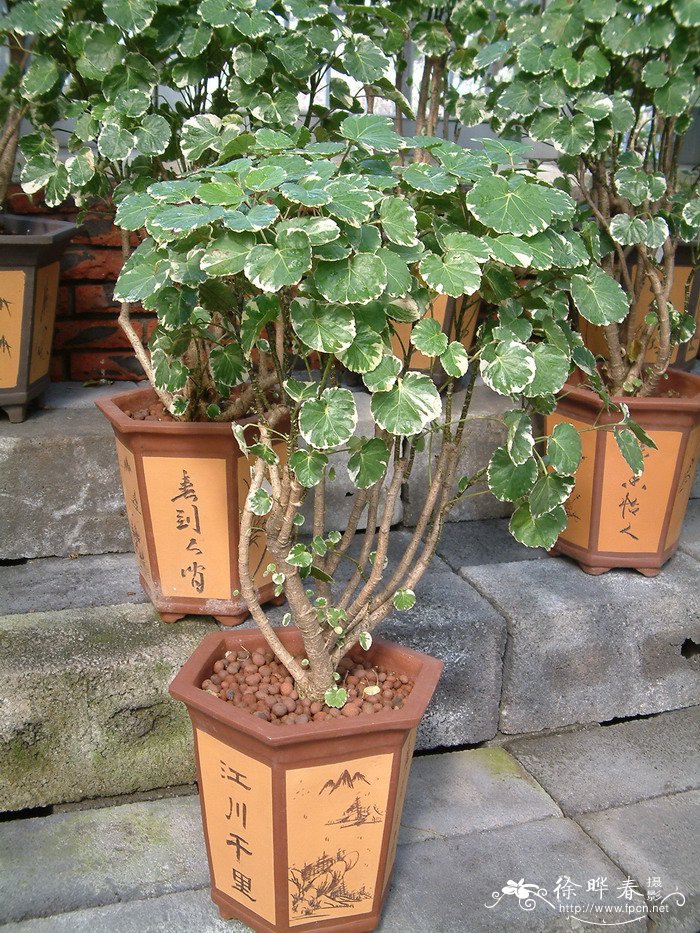 银边圆叶福禄桐Polyscias balfouriana ‘Morginata’