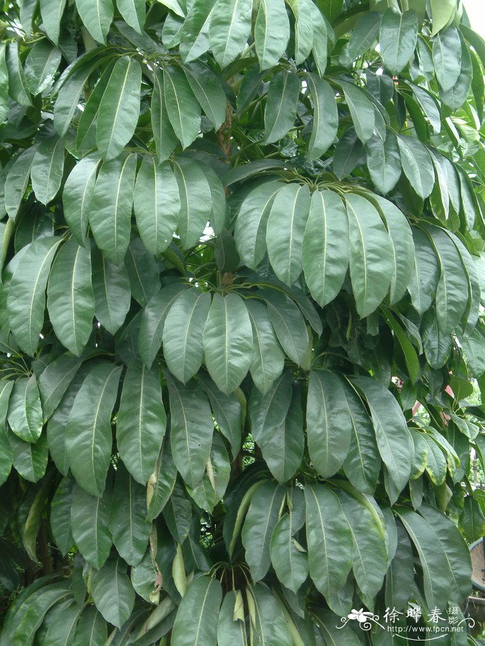 澳洲鸭脚木Schefflera actinophylla