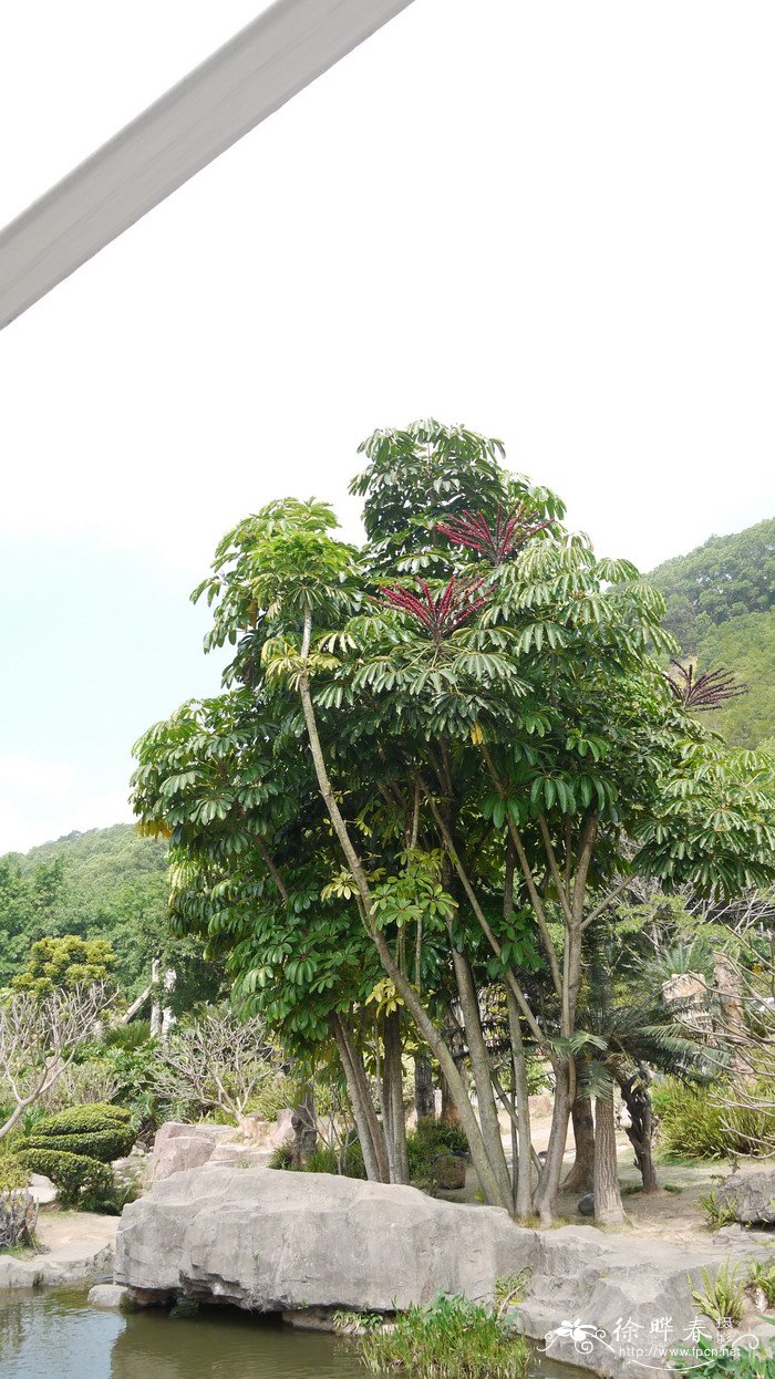 澳洲鸭脚木Schefflera actinophylla