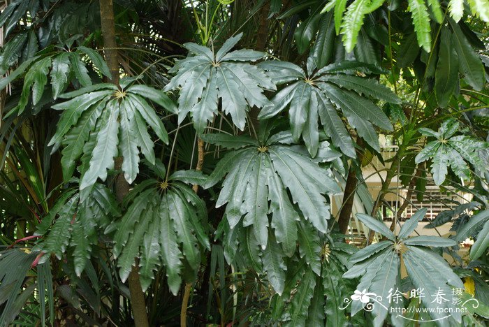 孔雀木Schefflera elegantissima