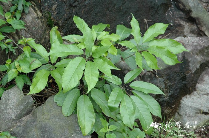 鹅掌柴Schefflera heptaphylla