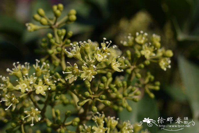 鹅掌柴Schefflera heptaphylla