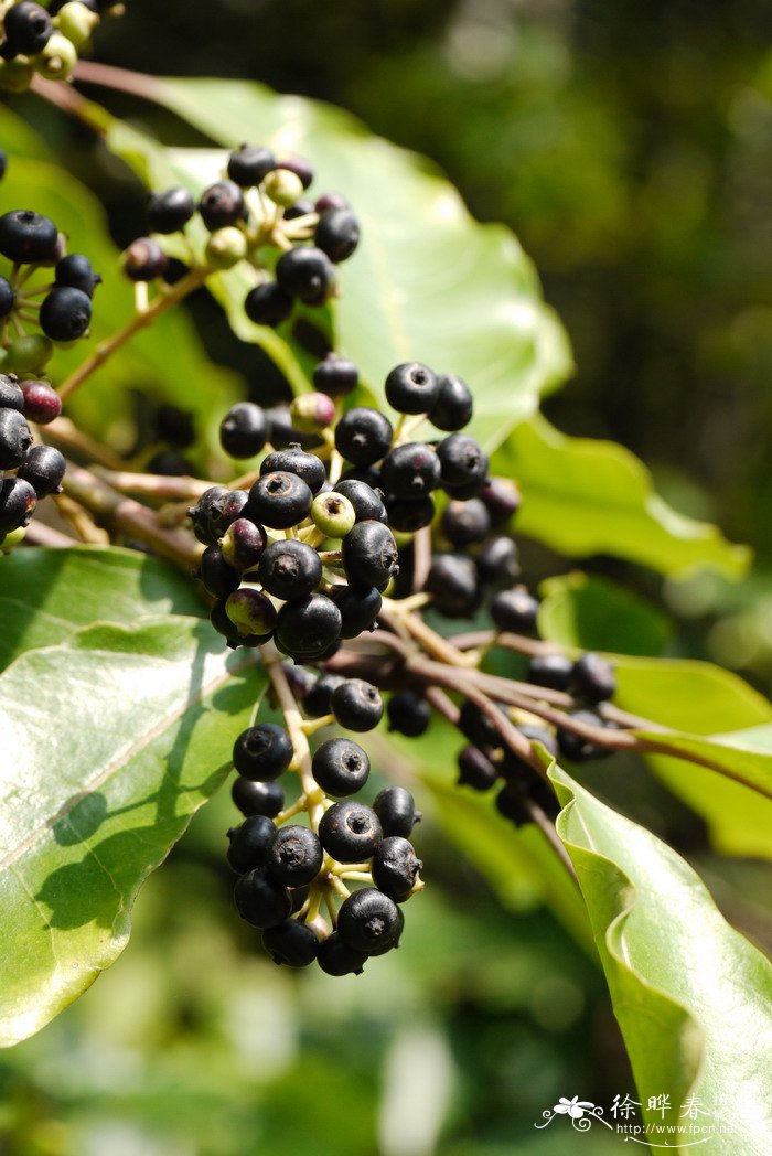 鹅掌柴Schefflera heptaphylla