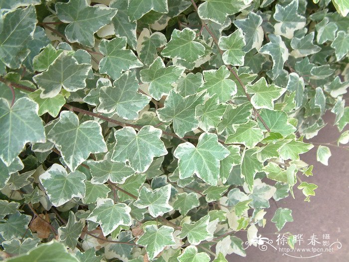 洋常春藤Hedera helix
