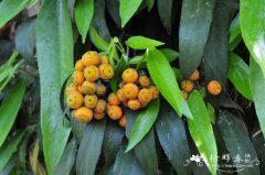中华常春藤Hedera nepalensis var. sinensis