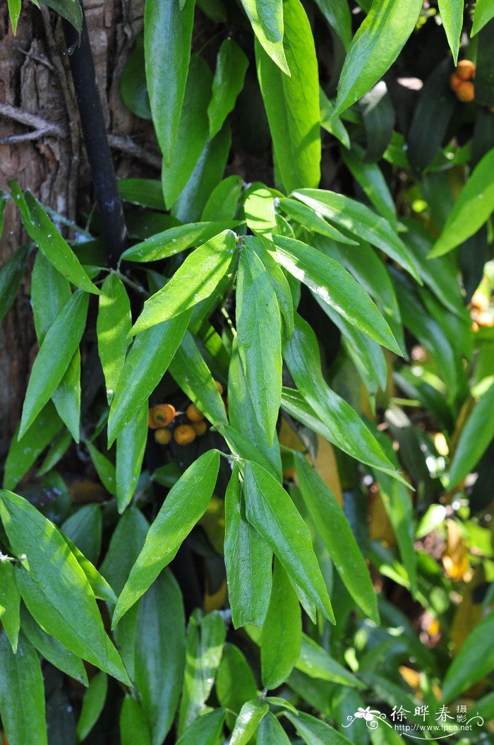 中华常春藤Hedera nepalensis var. sinensis