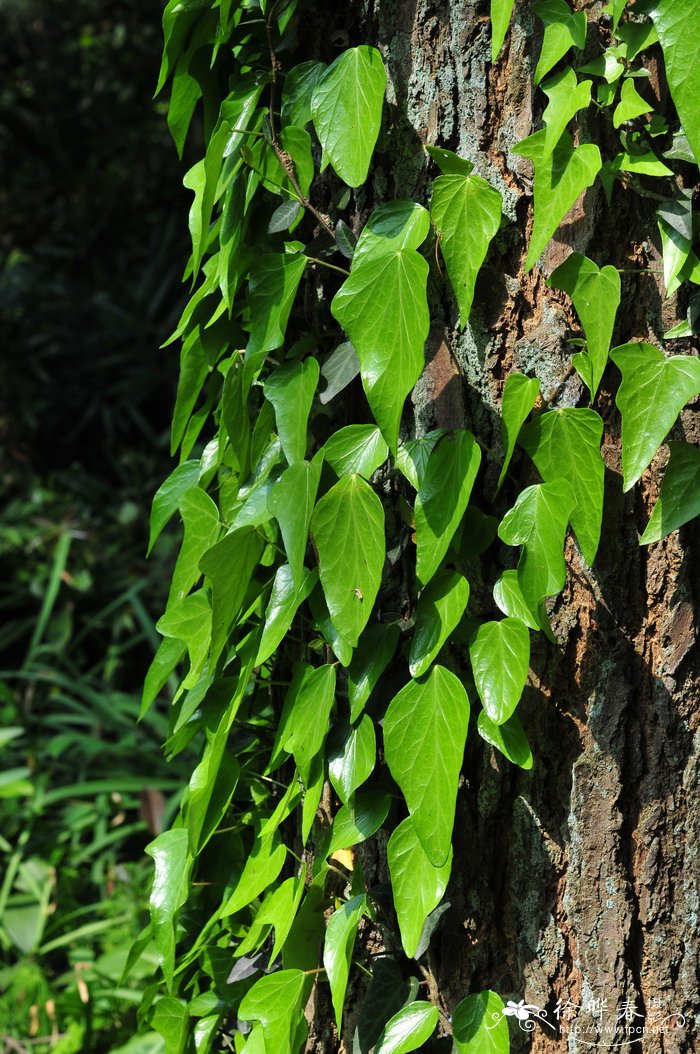 中华常春藤Hedera nepalensis var. sinensis