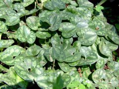 杜衡Asarum forbesii