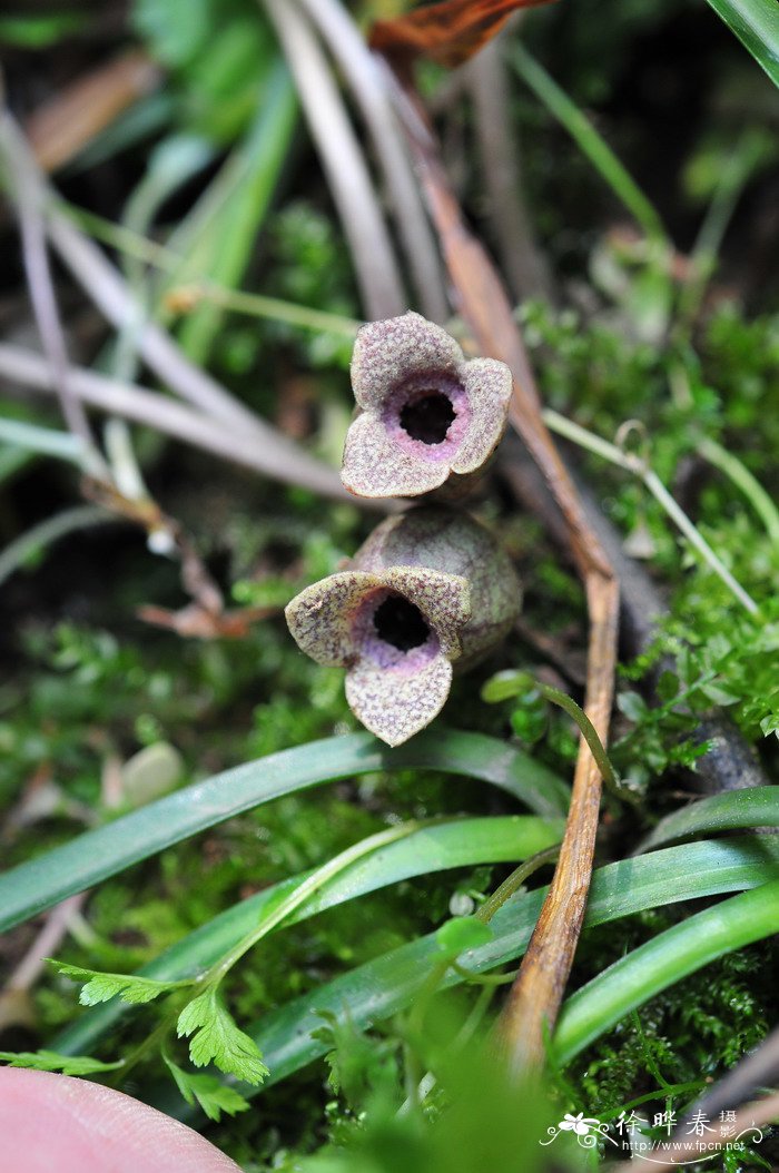 杜衡Asarum forbesii