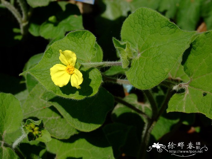 马蹄香Saruma henryi