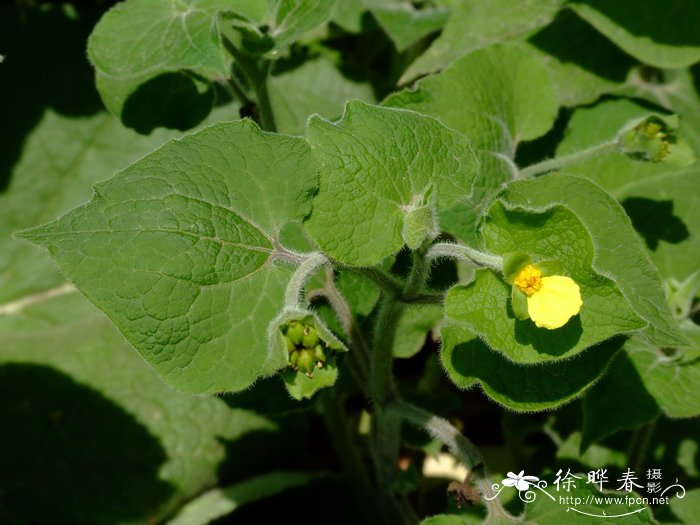 马蹄香Saruma henryi_花卉图片网