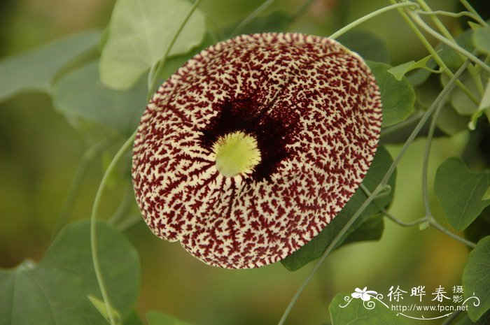 美丽马兜铃 Aristolochia elegans