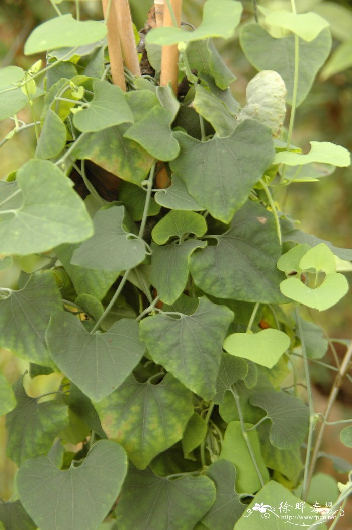 美丽马兜铃 Aristolochia elegans