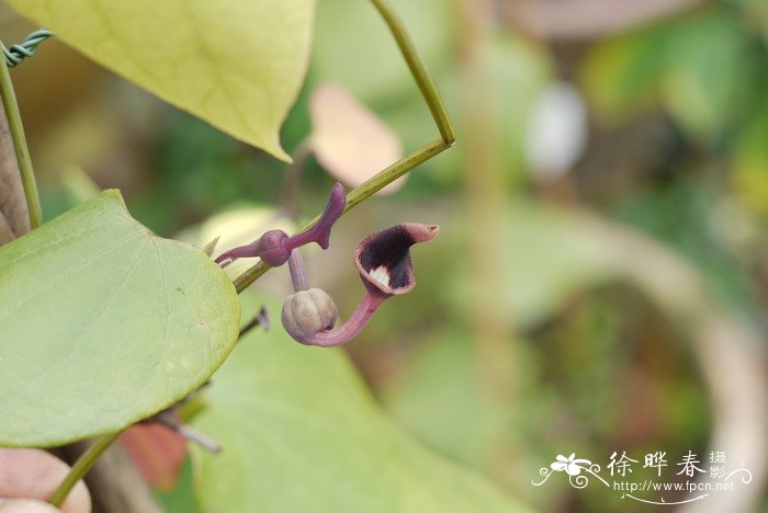 通城马兜铃Aristolochia fordiana