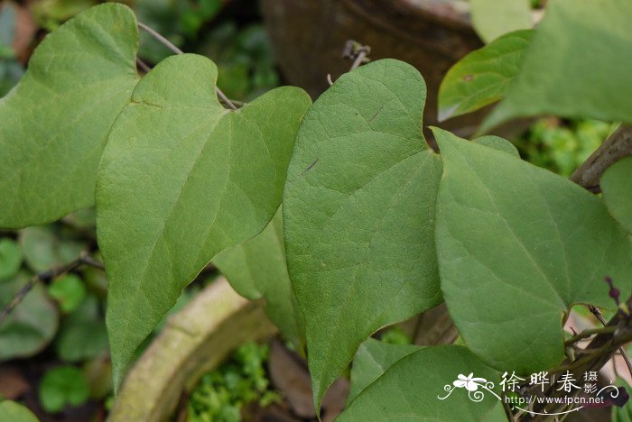 通城马兜铃Aristolochia fordiana