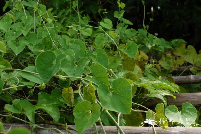 马兜铃Aristolochia debilis