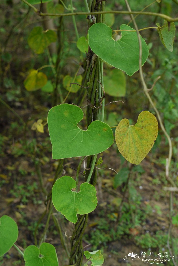 马兜铃Aristolochia debilis