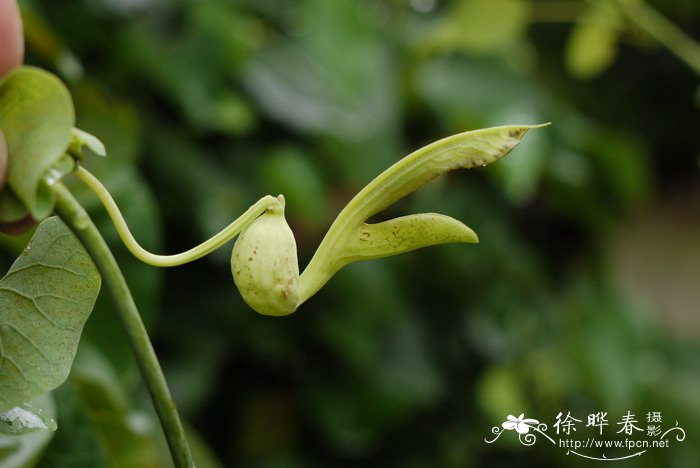 烟斗马兜铃Aristolochia gibertii