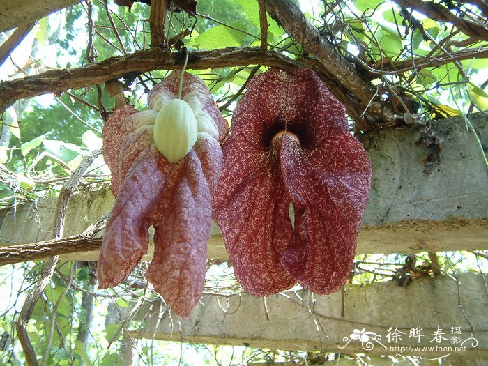 巨花马兜铃Aristolochia gigantea