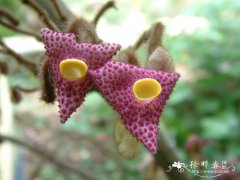 广西马兜铃Aristolochia kwangsiensis