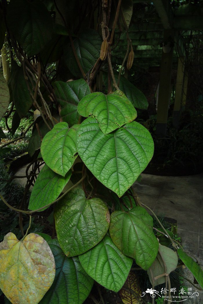 广西马兜铃Aristolochia kwangsiensis