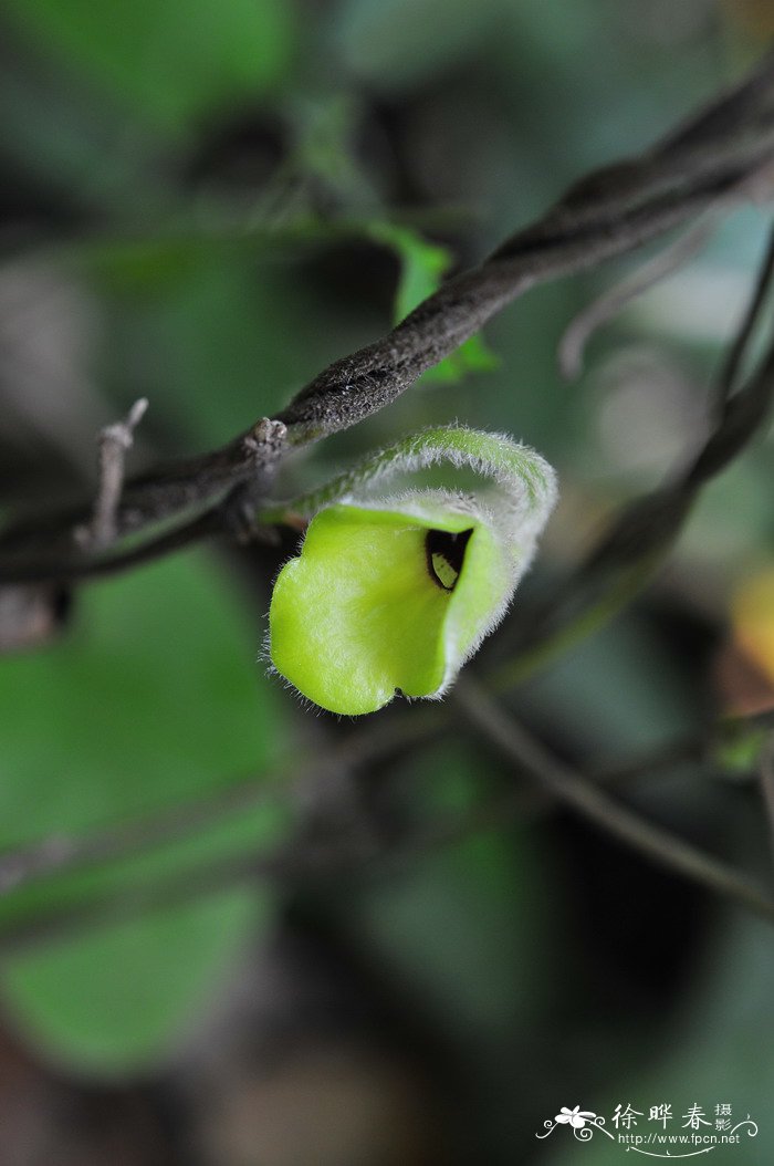 绵毛马兜铃Aristolochia mollissima